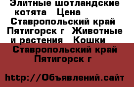 Элитные шотландские котята › Цена ­ 8 000 - Ставропольский край, Пятигорск г. Животные и растения » Кошки   . Ставропольский край,Пятигорск г.